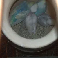 جوجه مرغ عشق رینبو