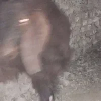 کهره چاق وچله|حیوانات مزرعه|زابل, |دیوار