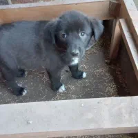 واگذاری چند توله سگ بومی