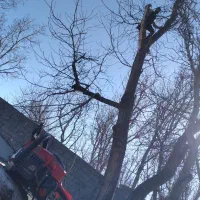 چاله زنی خریدار چوب سمپاشی وکلیه خدمات کشاورزی