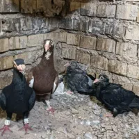 کبوتر