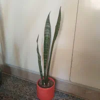 گل وگیاه|گل و گیاه طبیعی|تهران, سازمان برنامه جنوبی|دیوار