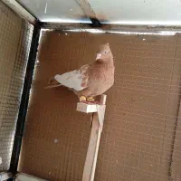 کبوترسینه زرد|پرنده|شیراز, سعدیه شمالی|دیوار