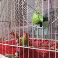 طوطی برزیلی      نر مست