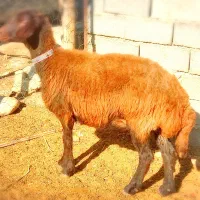 دوراس گوسفندافشارآبستن سنگین سینه کرده اماده