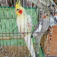 طوطی عروس لوتینو سالم|پرنده|رشت, حومه رشت|دیوار