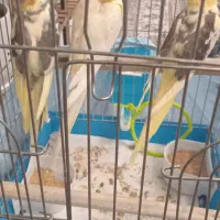 عروس هلندی|پرنده|هشتگرد, فاز ۲ مهستان|دیوار