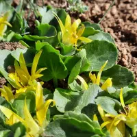 زمین کشاورزی آبی واقع در قیزکورپی