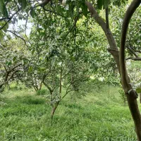 فروش زمین باغ مرکبات
