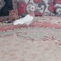 ماده
