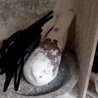 کبوتر گمشده