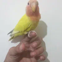 دو عدد کوتوله گم شده است در محدوده جانباز تلاش