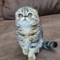 گربه اسکاتیش گلد