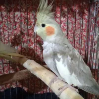 عروس هلندی