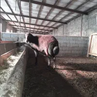 قوچ|حیوانات مزرعه|تسوج, |دیوار