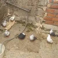 کبوتر