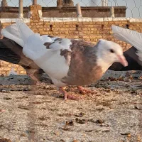 کفتر پرشی|پرنده|تایباد, |دیوار