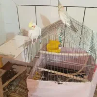 عروس هلندی جفت نروماده