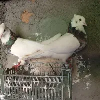 کبوتر طوقی