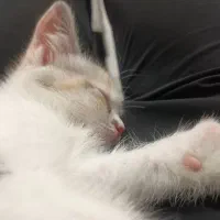 پرشین|گربه|شهریار, شهرک شاهد|دیوار