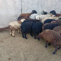 بره|حیوانات مزرعه|زرقان, |دیوار