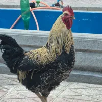 دو عدد خروس زیبا، هیکلی ومرغ جمع کن ویک مرغ بلک کپ