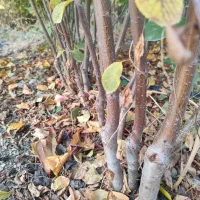 نهالستان بهاری کهریز