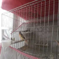 یک جفت قناری جوان