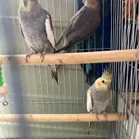 فروش انواع عروس هلندی نر و ماده بالغ