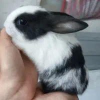 خرگوش