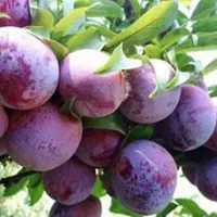 نهال آلو اختری رقمی خاص برای باغداران