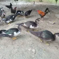 اردک خارجی