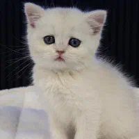 سیلور بیرتیش