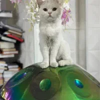 گربه اسکاتیش آنفولد سیاه و بریتیش سفید