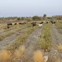 فروش.گوسفند