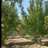 400-متر-باغ-سرسبزترین-منطقه