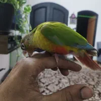 طوطی|پرنده|مشهد, عسگریه|دیوار