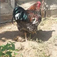 خروس ویاندوت تالبوت یکساله