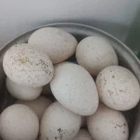 تخم نطفه دار بوقلمون