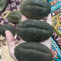 ۳ عدد سنگ فسیل زیبا