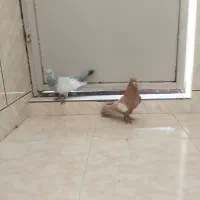 پرنده خوب