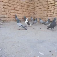 کفتر پلاکی|پرنده|فسا, |دیوار