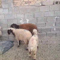 شیشک بختیاری و سه تا بره ماده