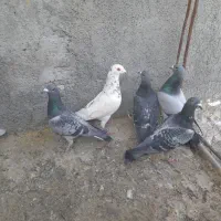 کبوتر پلاکی|پرنده|لنجان, |دیوار