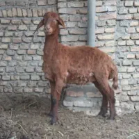 بره قربانی چاق نژاد افشار