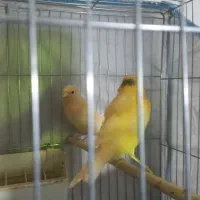 قناری پرتقالی