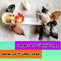 جوجه مرغ 2 ماهه سلطان و گلپایگان تخفیف ویژه امروز