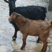 بزو بزغاله جوان دوشیره