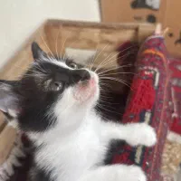 واگذاری فوری گربه|گربه|رشت, معلم|دیوار