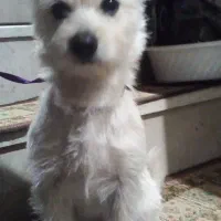 سگ پاکوتاه|سگ|پیربازار, |دیوار